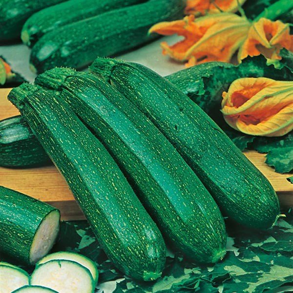 Squash, Sommar- All Green Bush Zucchini Squash 2 Frön
