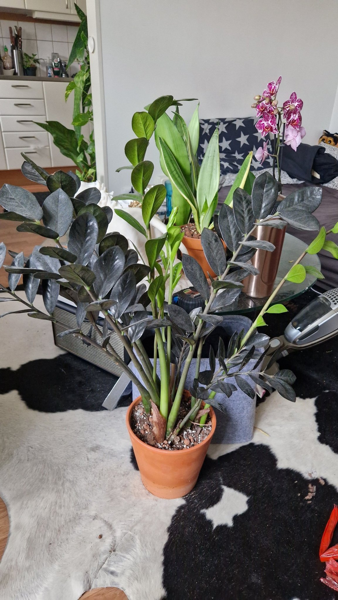 Se produkter som liknar Zamiakalla RAVEN/ Zamioculcas.. på Tradera ...