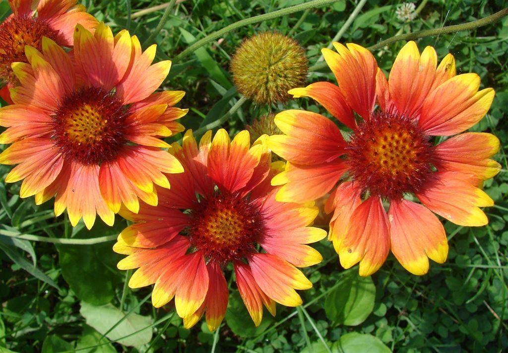 beautiful summer blooming flowers to plant in your backyard beautiful summer blooming flowers to plant in your backyard
