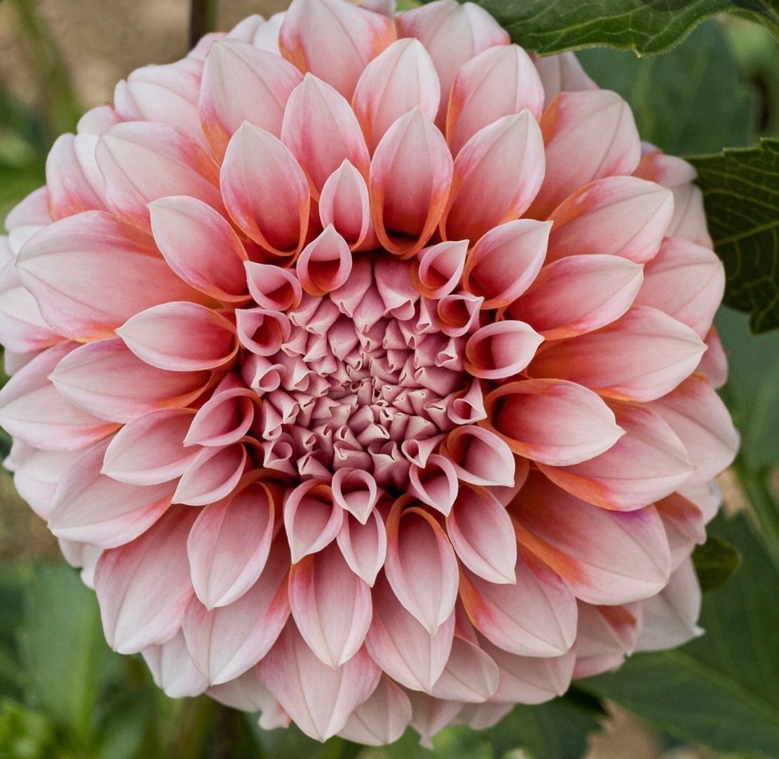 Dahlia Peaches and Cream knöl på bild 2 Köp på Tradera (533966310)