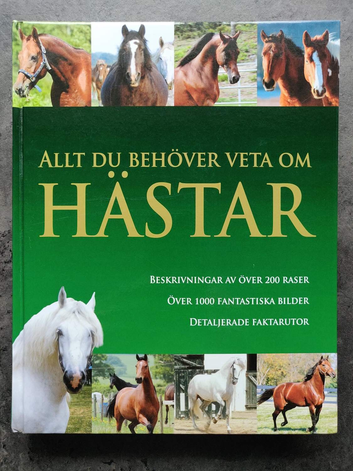 allt om hästen allt om hästen