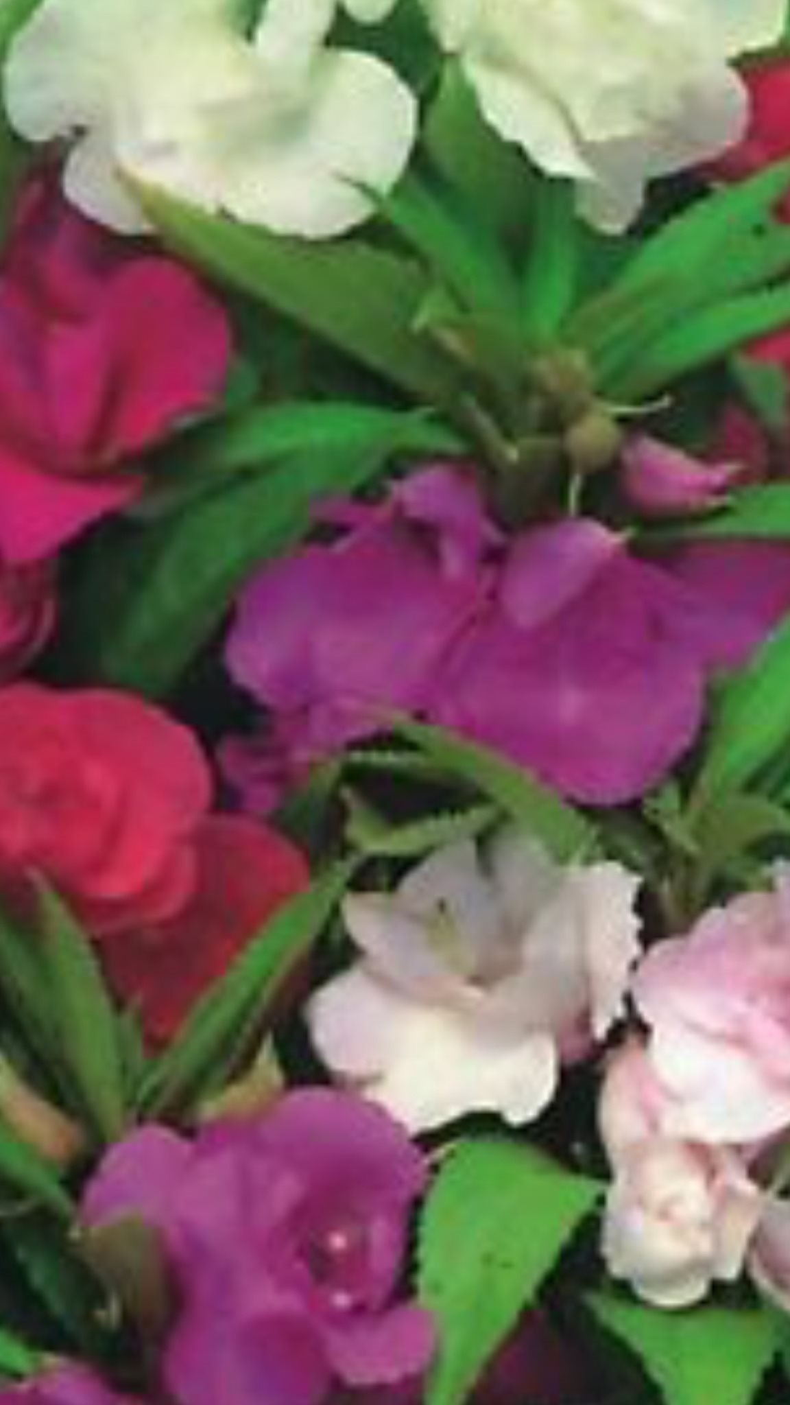 Balsamin Ljuvligt doftande mormorsblomma 20 frön