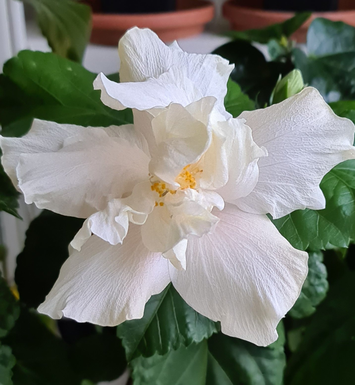 Hibiskus Elephant Ear/White Kalakaua (425614219) ᐈ Köp på Tradera