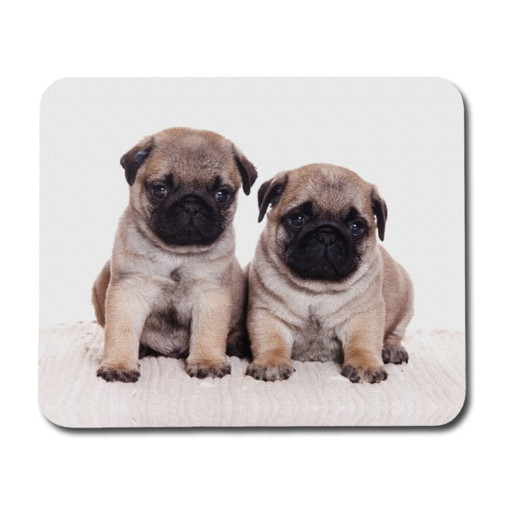 Mops Valpar Musmatta, Hund Musmatta på Övriga