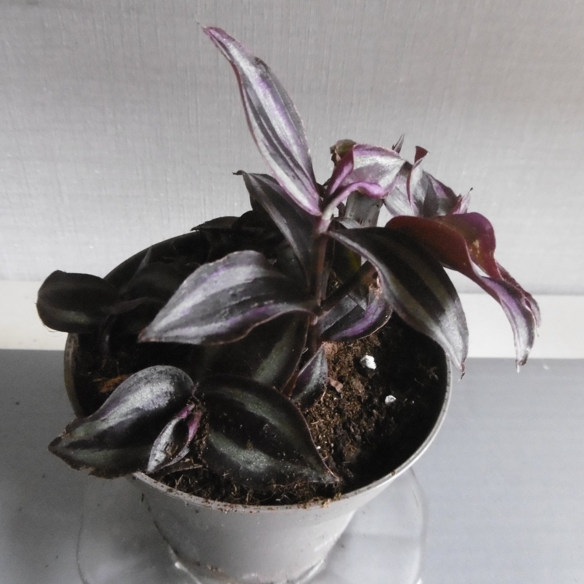 Tradescantia Zebrina - planta