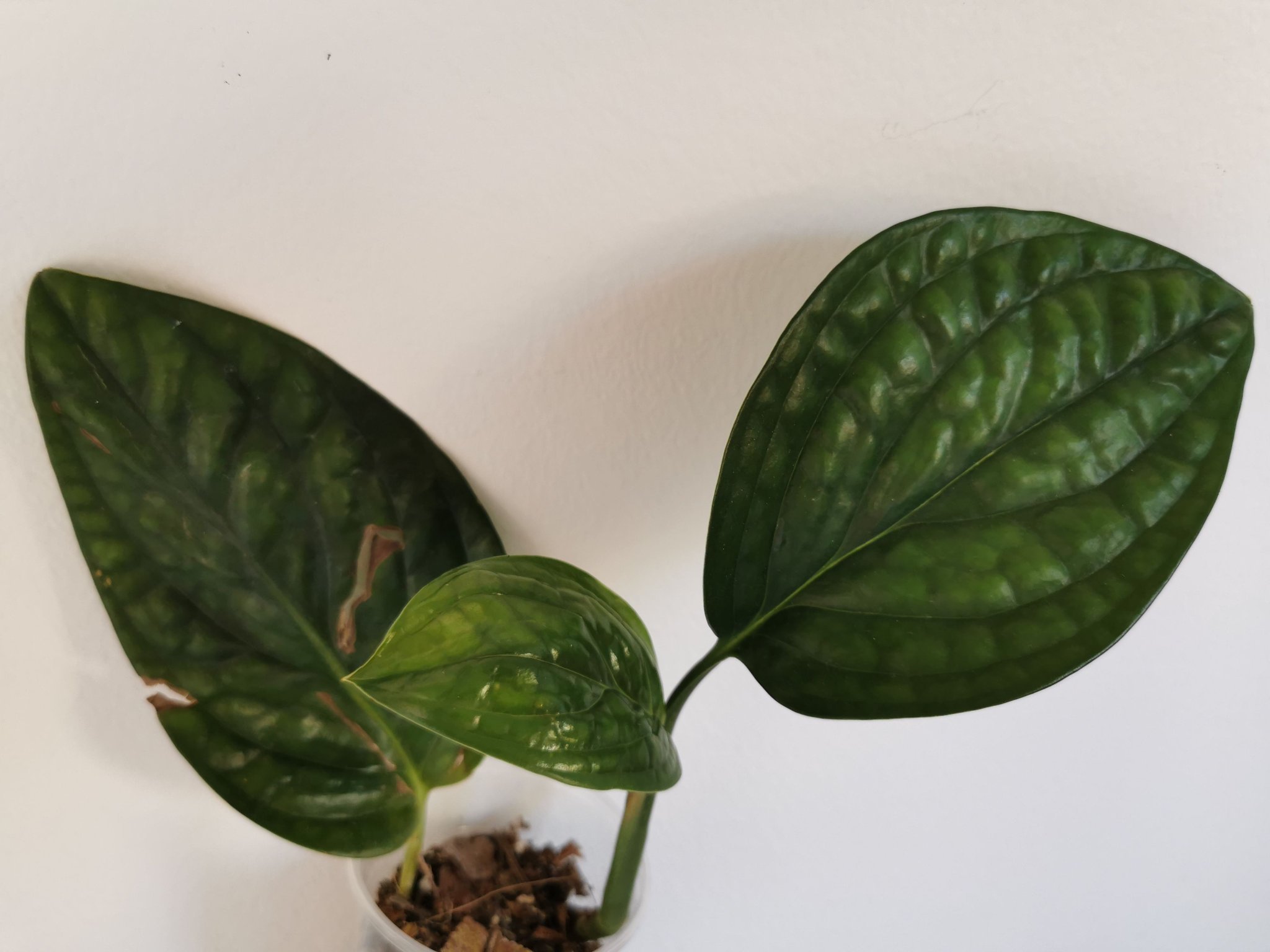 Monstera peru Karstenianum välrotad 1