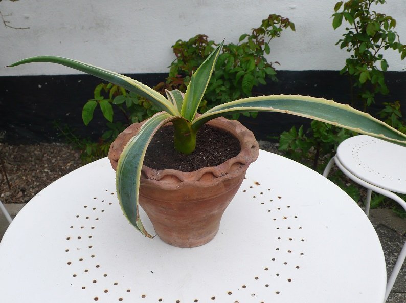 En planta Agave americana