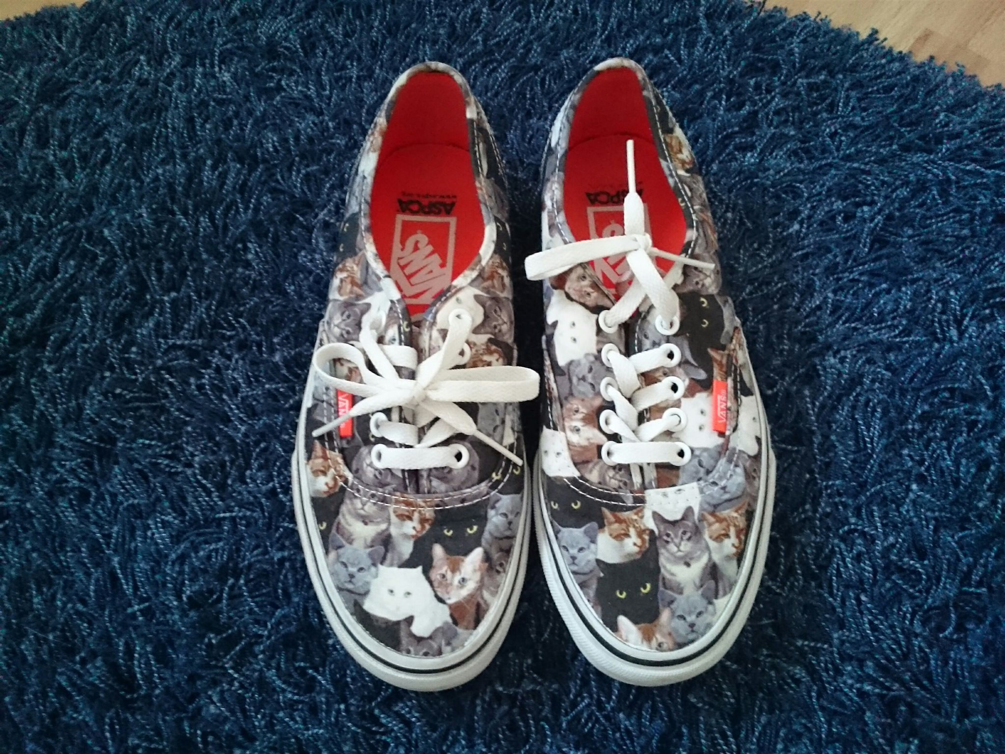 vans med katter vans med katter