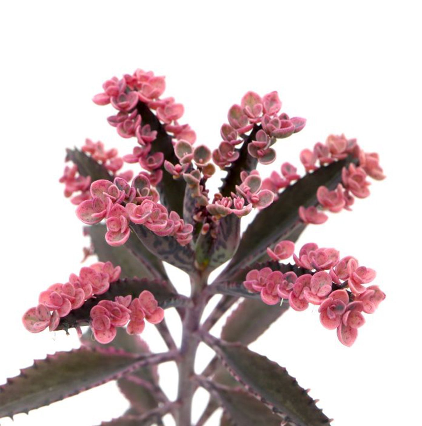 ** Kalanchoe "Pink Butterflies" "pink butterfly" **