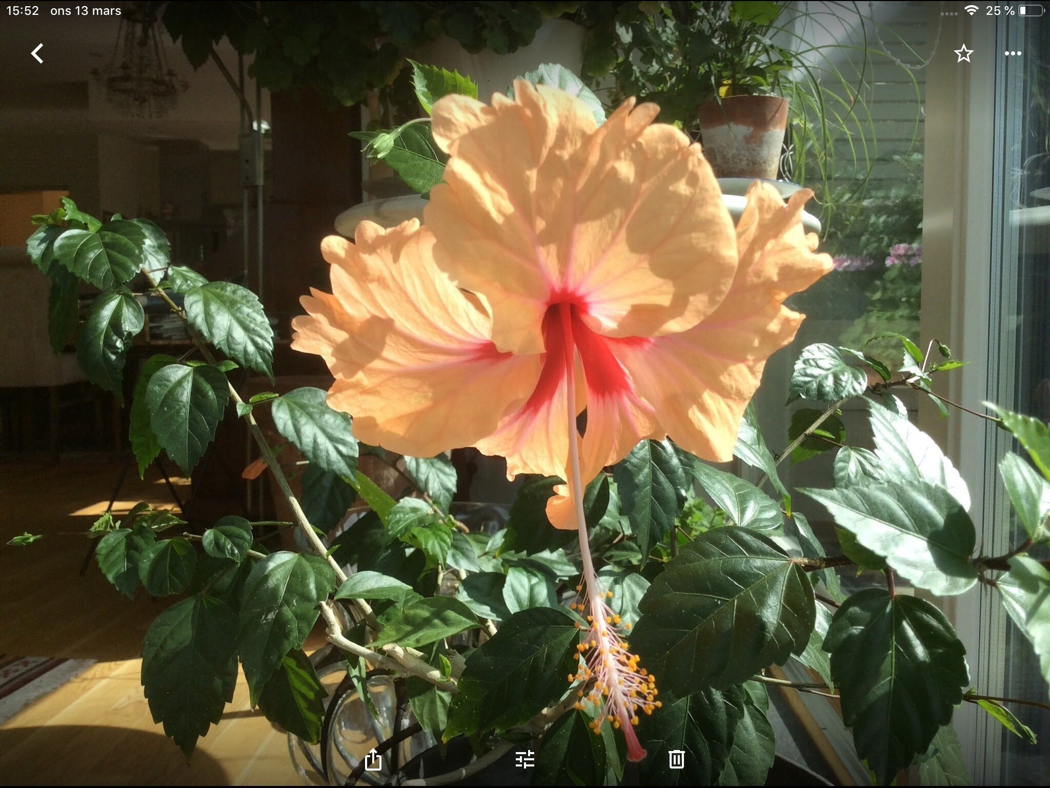 HIBISCUS ANTILLES SAUMON