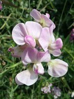 Rosenvial - Lathyrus latifolius