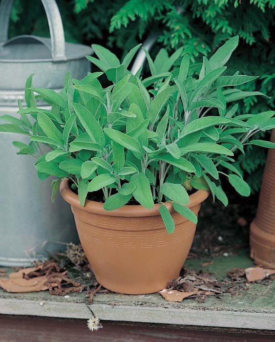 Salvia, vacker flerårig krydda, 10 frön