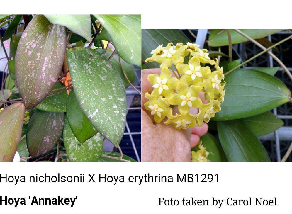 ~*~ Hoya ''Annakey', ovanlig ~*~