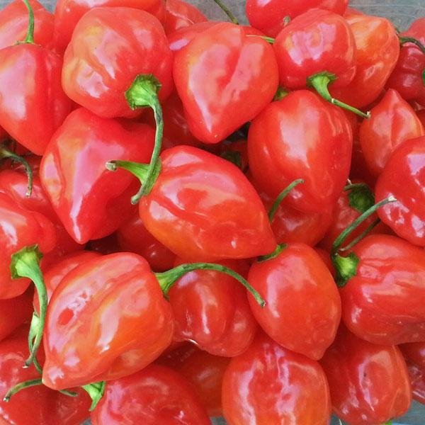 Habanero Red 8 frÃ¶n - Klassisk Havannapeppar! R.. | KÃ¶p pÃ¥ Tradera (369180652)
