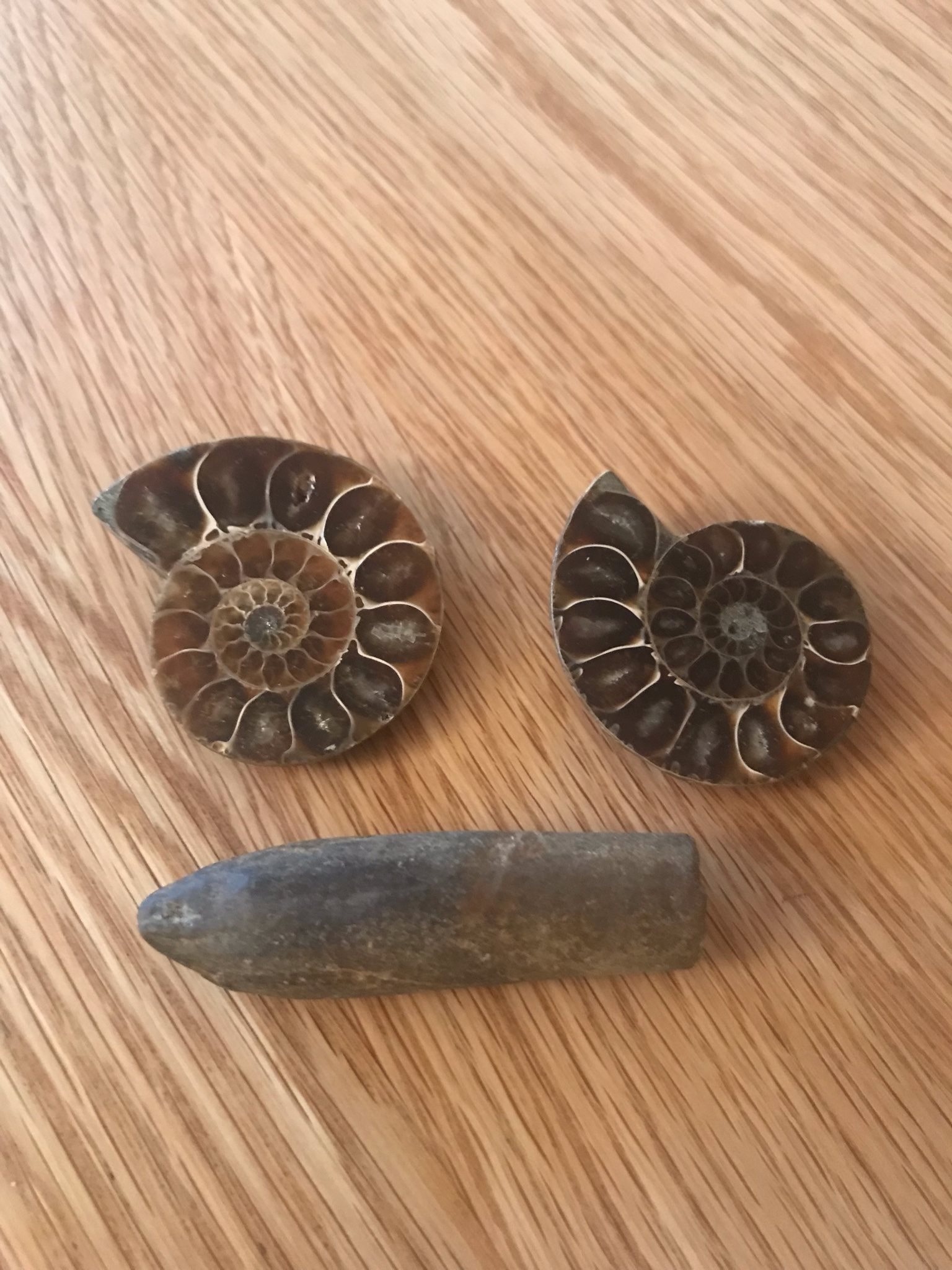 fossiler att köpa fossiler att köpa