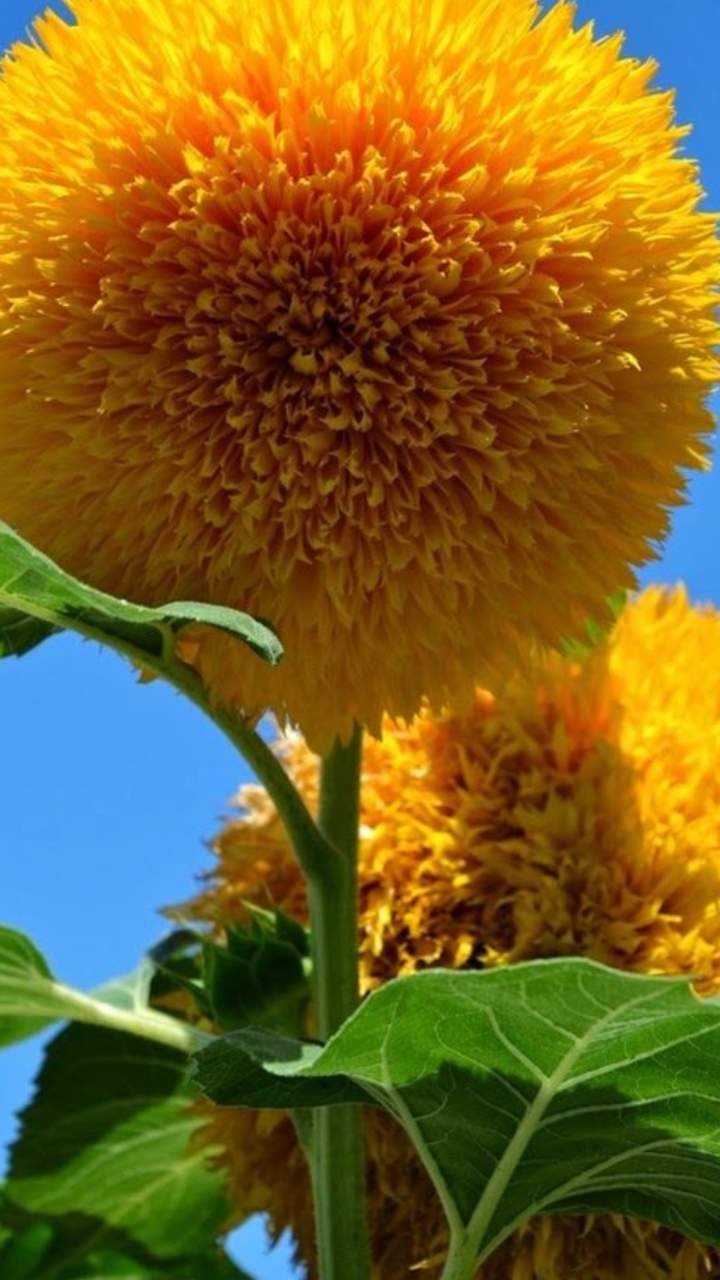 Solros 'Teddy Bear'. Flera fyllda blommor på välgrenade, låga plantor.