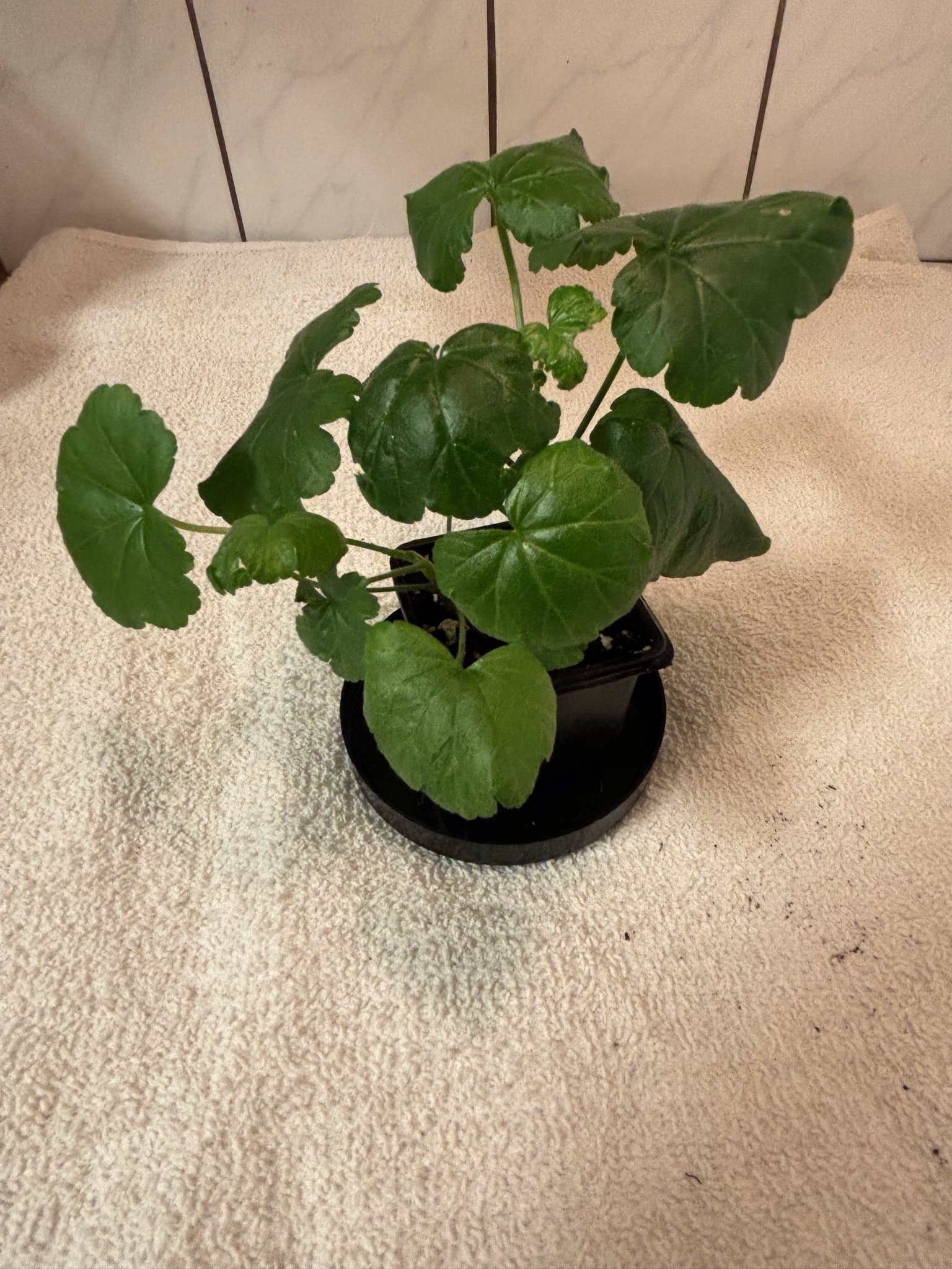 Se produkter som liknar ”” Pelargon Brookside Flamenc.. på Tradera ...