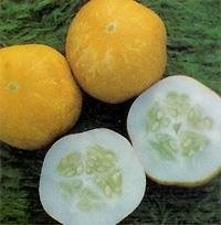 GURKA ,Citrongurka,'Crystal Lemon'
