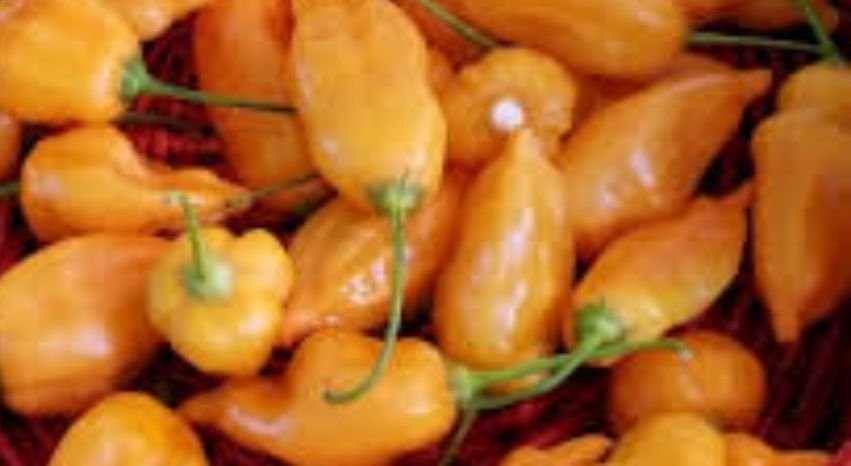 Aji Mango ( 5 st frö ) Medelhet chilisort