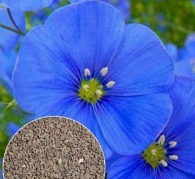Vackra PHACELIA campanularia blomma 20 frön