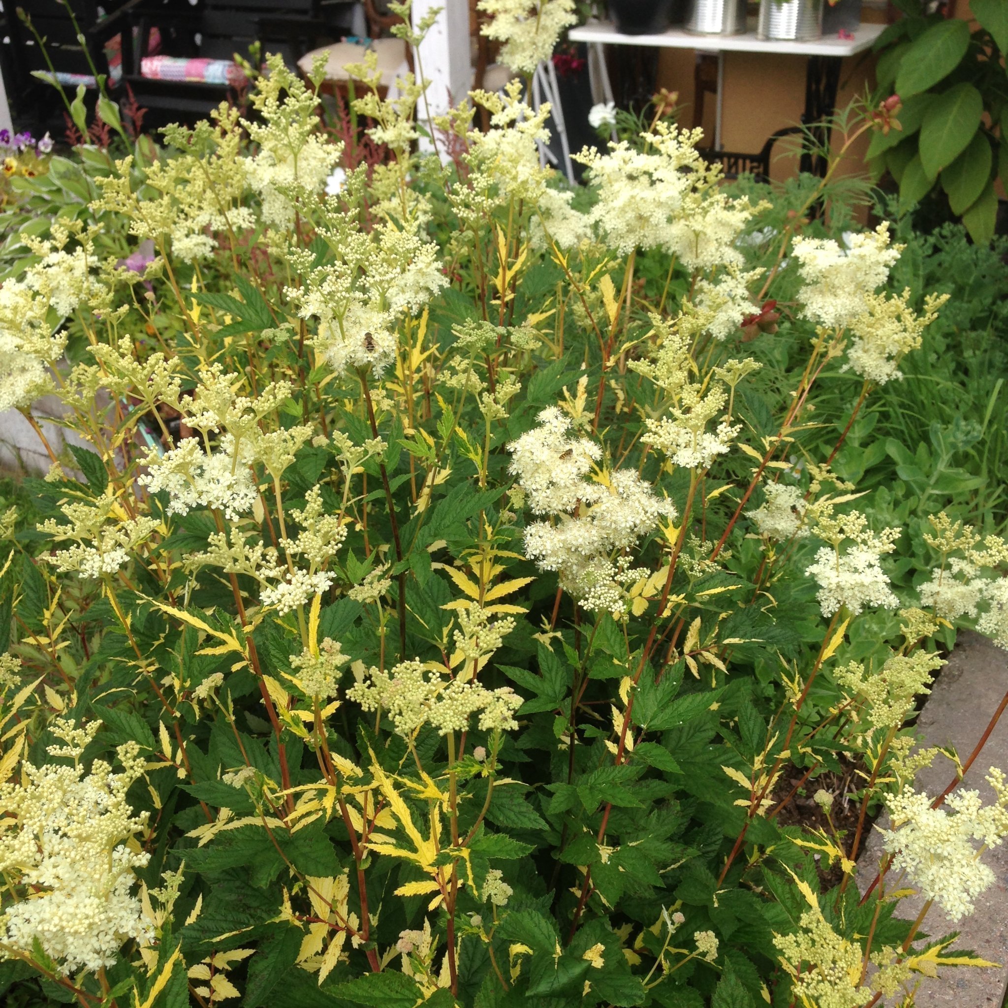 ÄLGGRÄS Brokbladig älgört, Filipendula ulmaria ‘Variegata’