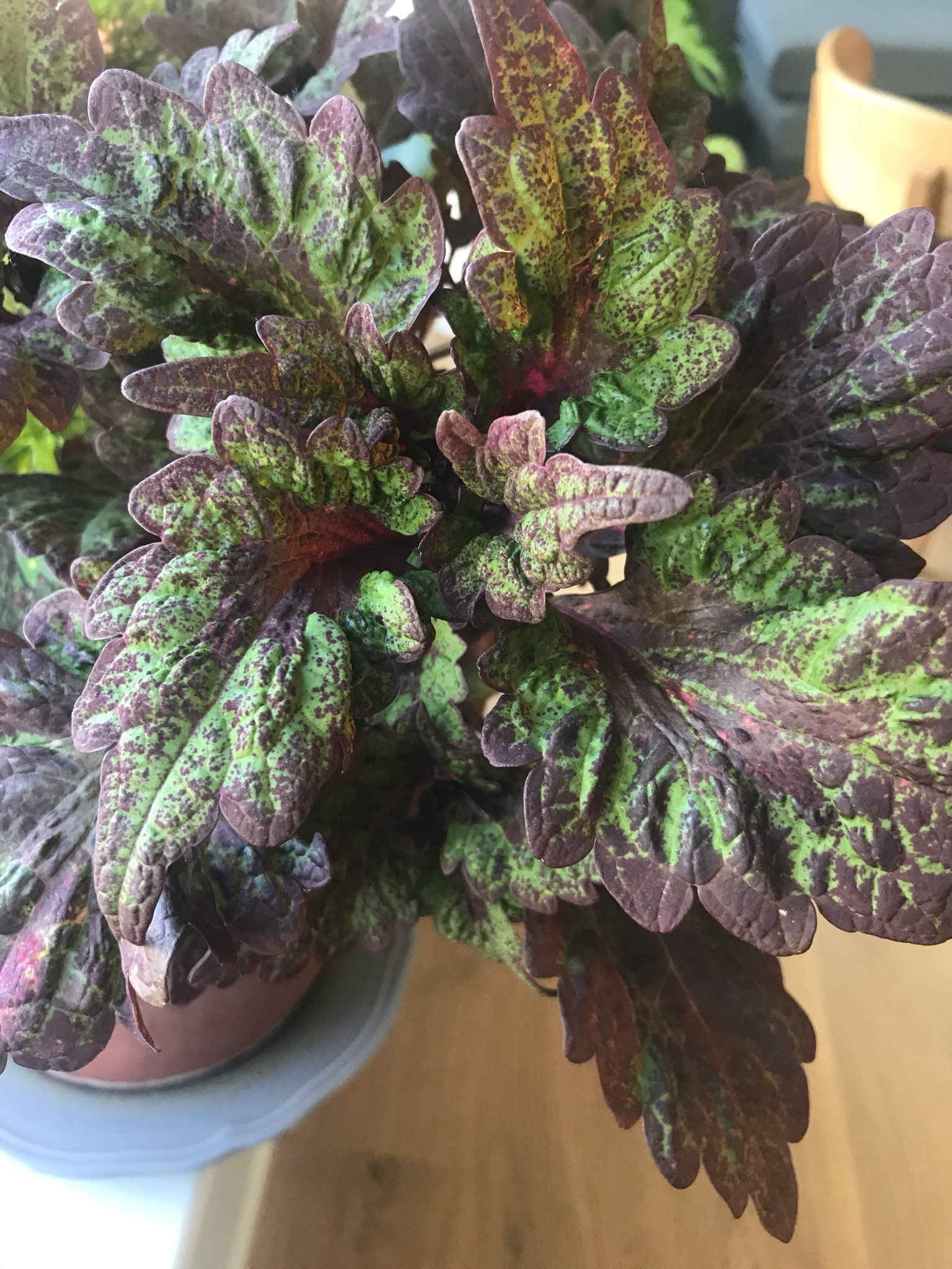 колеус dark elf фото онлайн колеус dark elf фото
