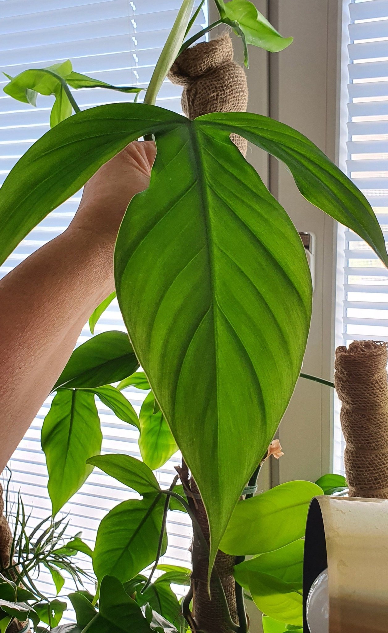 Philodendron camposportoanum rotat stamskott (e.. (406491966) ᐈ Köp på