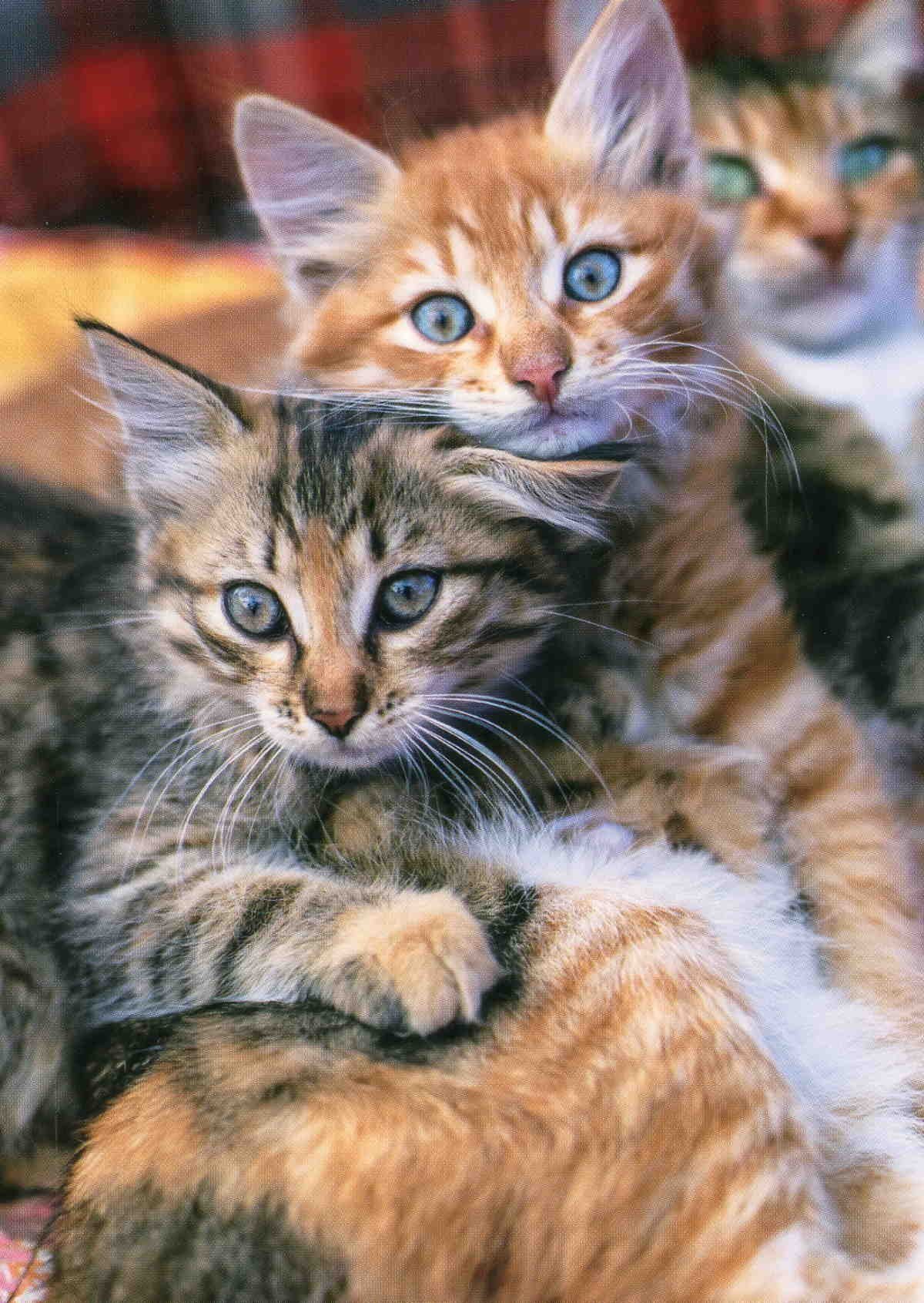 4 ST VYKORT MED KATTER (404538317) ᐈ Köp på Tradera