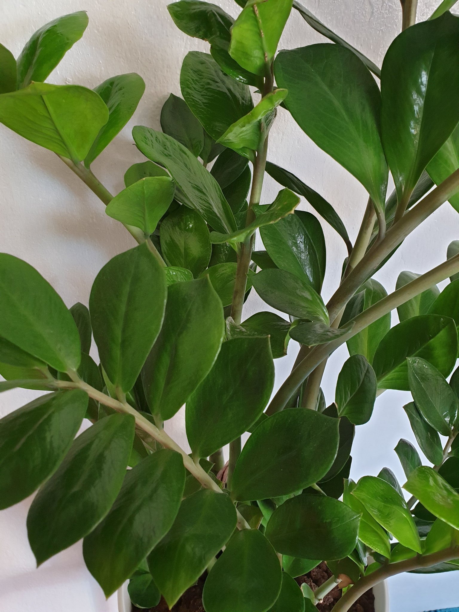 Gaderobsblomma stickling