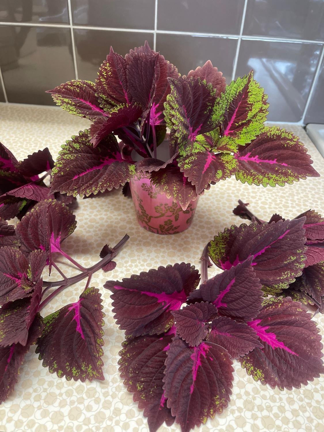 Palettblad, coleus China Rose | Köp på Tradera (633880052)