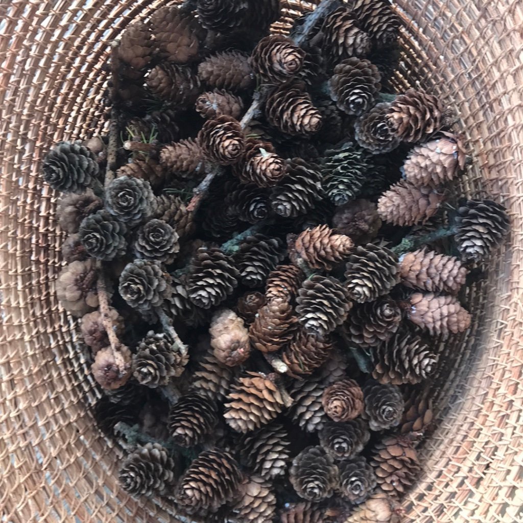 Kottar av lärk 1 kg för pyssel, julpynt, julkra.. Köp på Tradera