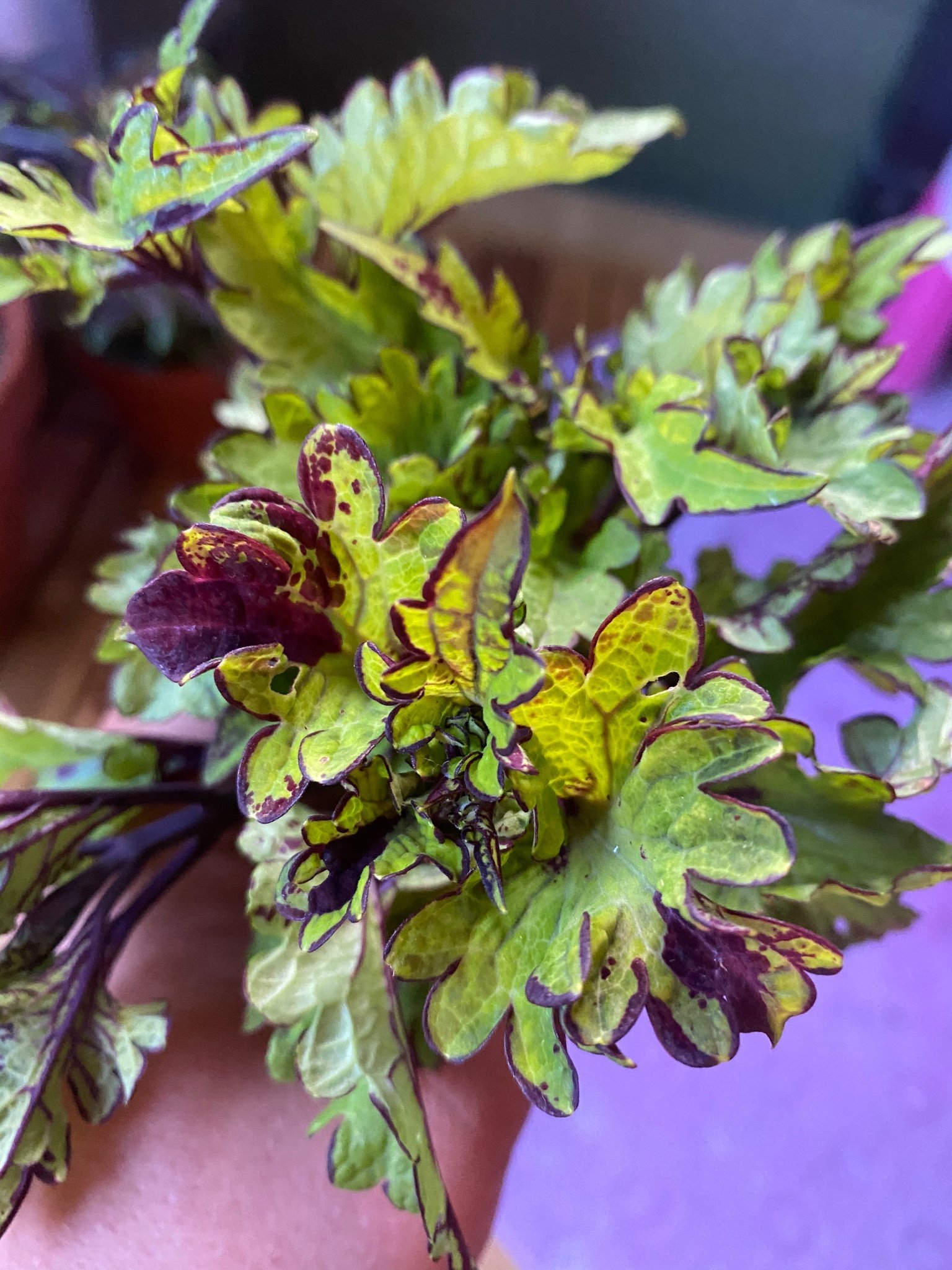 Palettblad • Coleus• Rodeo drive (413813900) ᐈ Köp på Tradera
