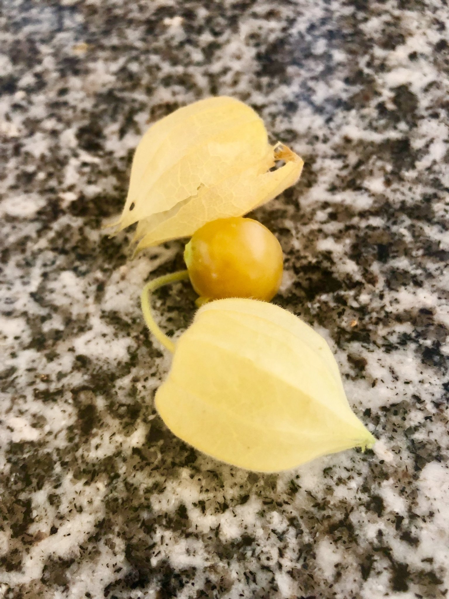Frö Physalis Preciosa