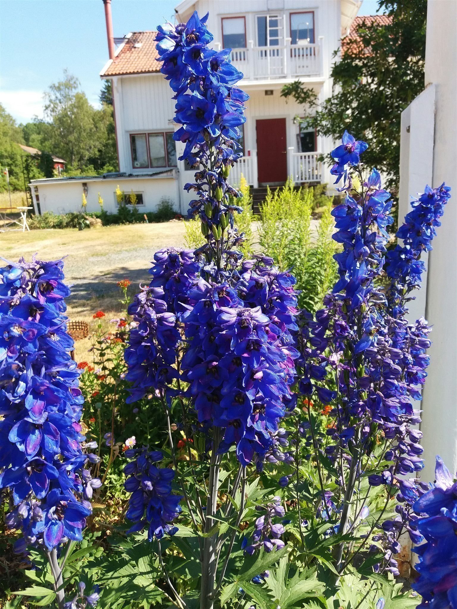 frön 40 frön Riddarsporre blå perenn