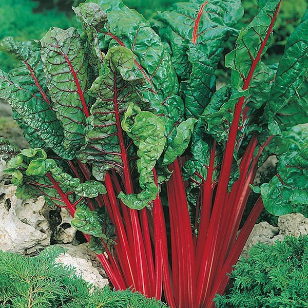 Mangold Rhubarb Chard Vulcan Röd 10 Frön