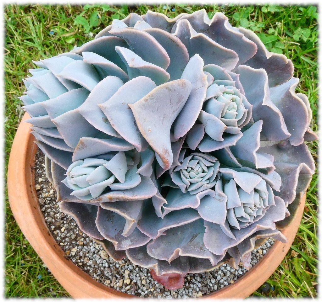 Echeveria Blue Swan - Bladsticklinger