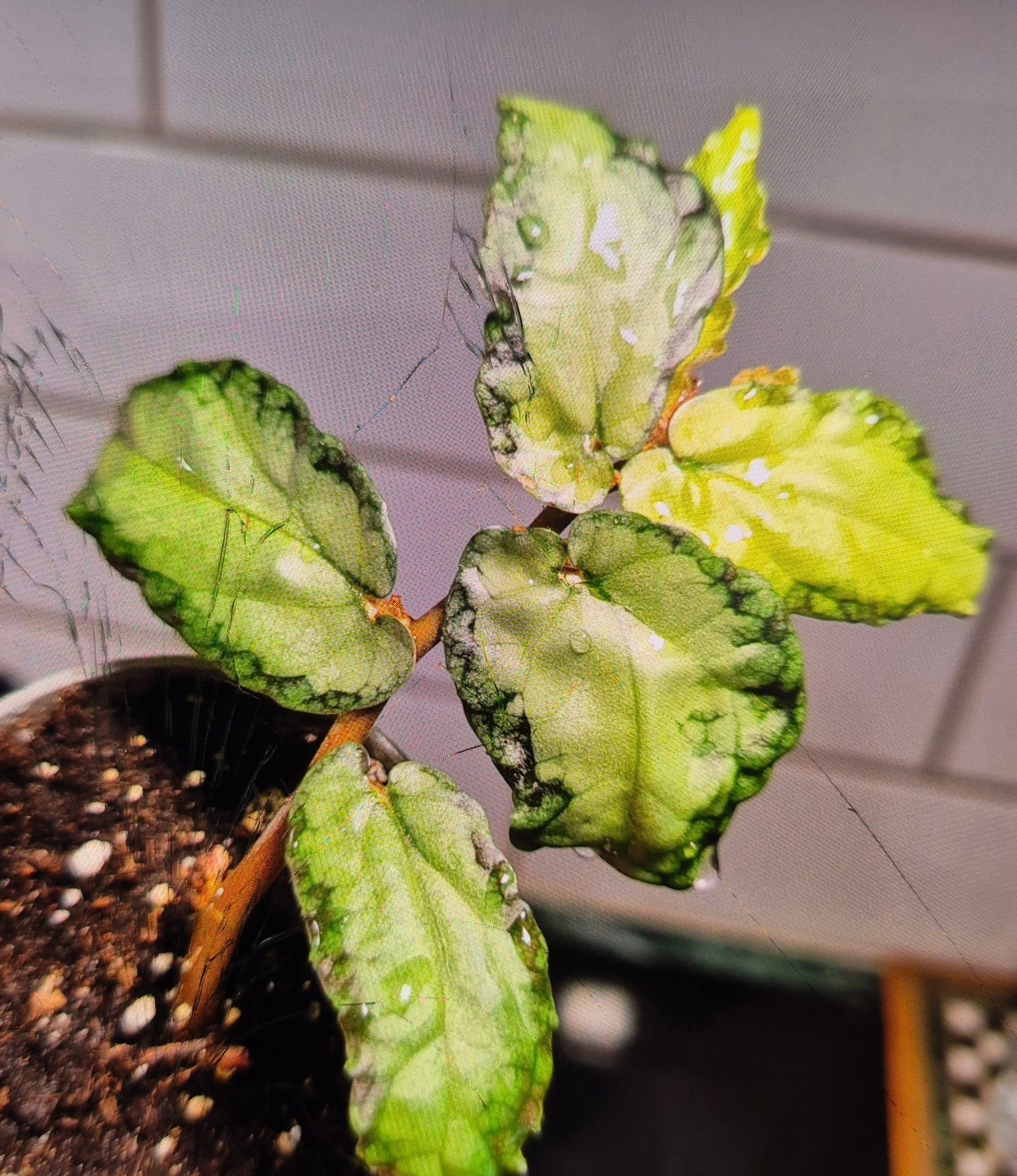 Peperomia Argyreia - Watermeloenplant - P12 kopen