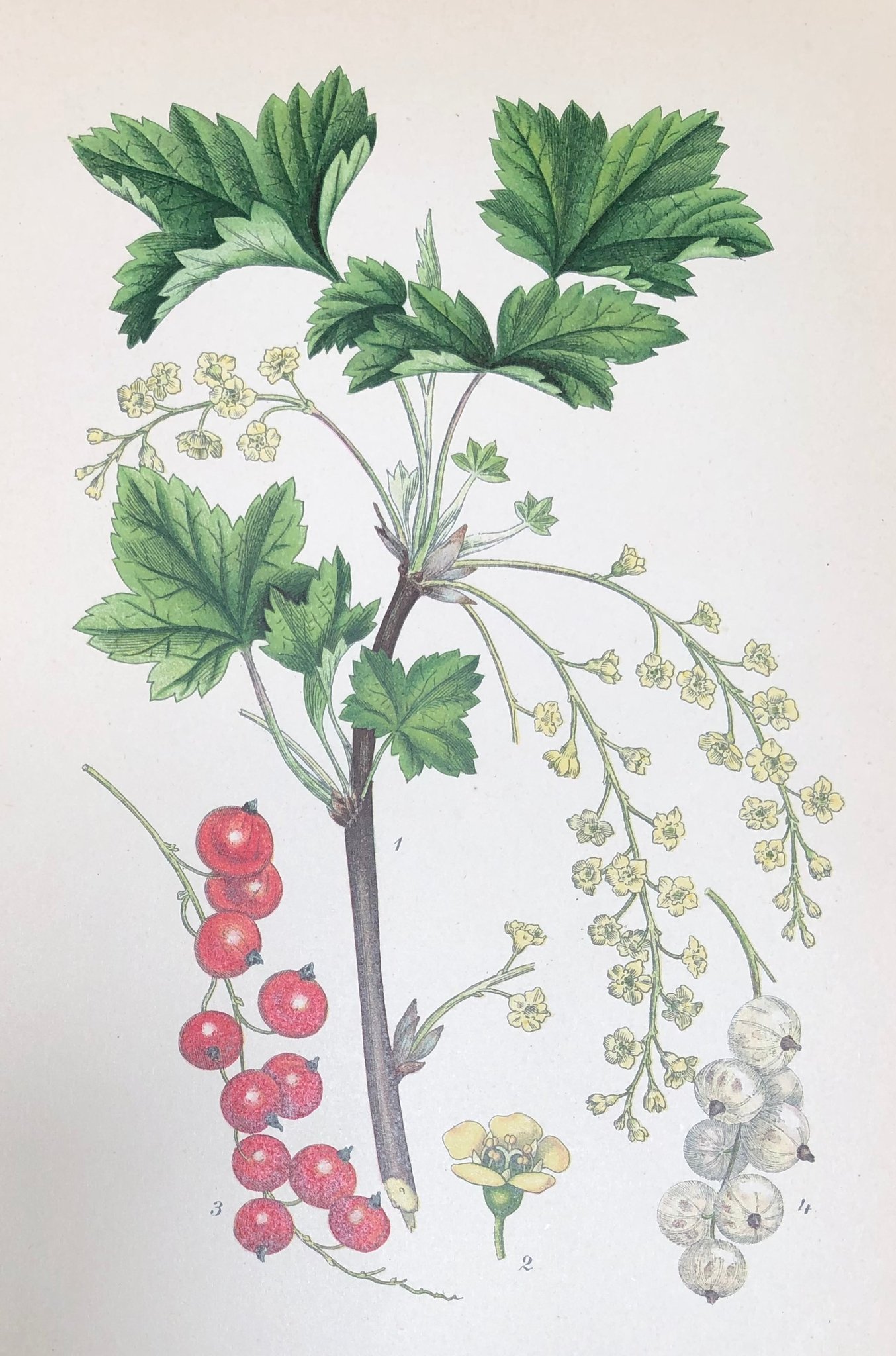 RÖDA VINBÄR - Nordens Flora 1905 - Botanisk antik plansch - Buske Bär Botanik