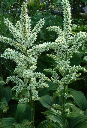 Veratrum alba - Vit nysrot