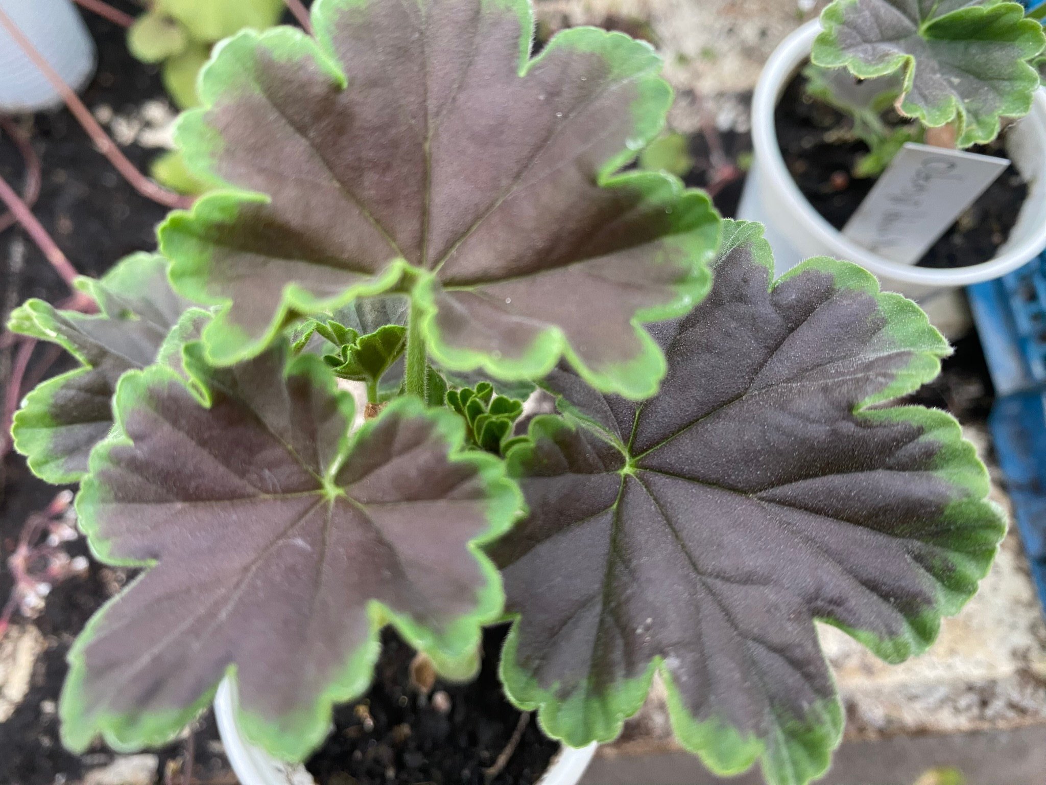 Seksual qizlar juda kop suratga tushishadi Chiroyli jingalak Osiyo porno videolar