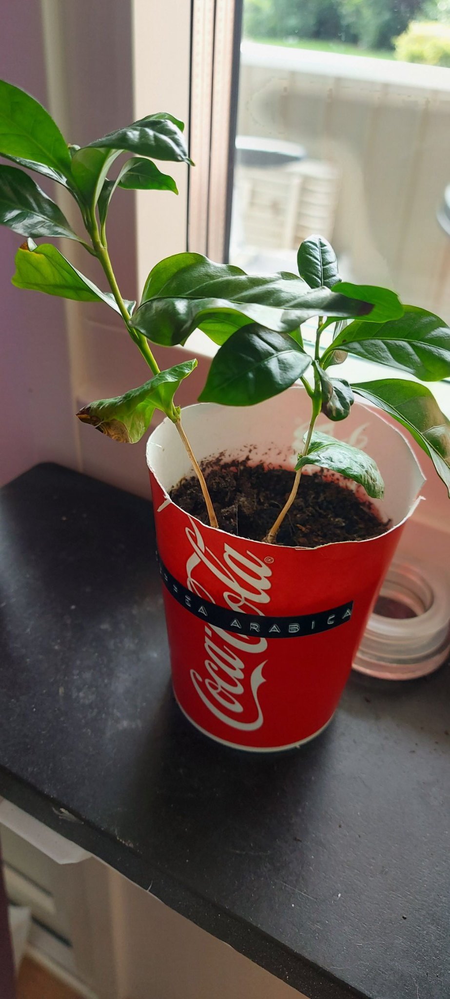Kaffe arabica