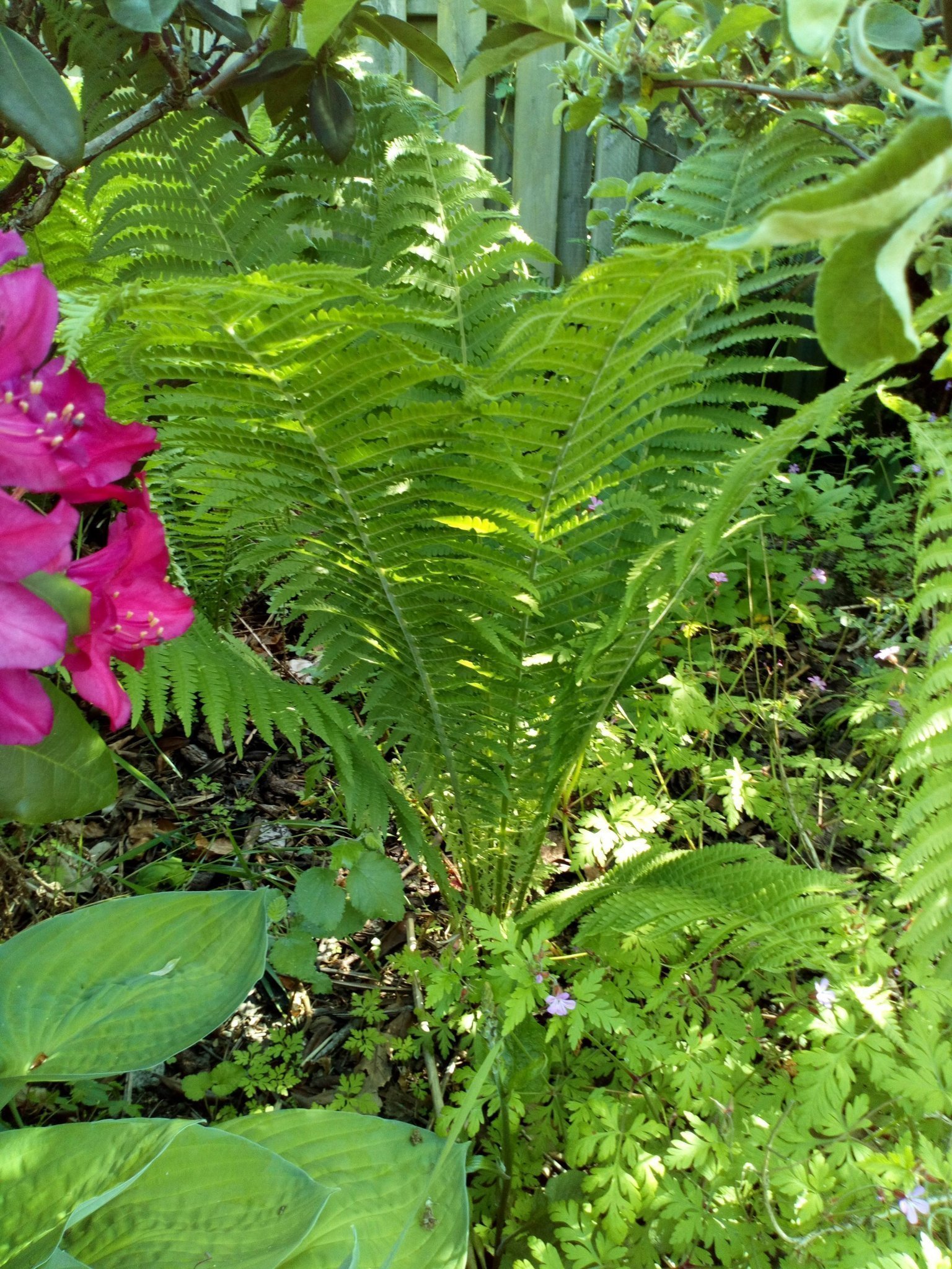 Ormbunke 1 planta