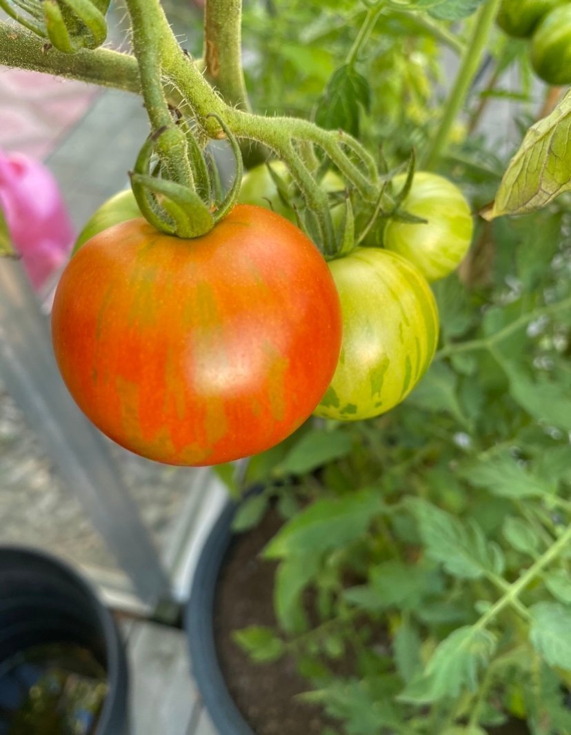 Se produkter som liknar Tomat Tigerella på Tradera (630845834)