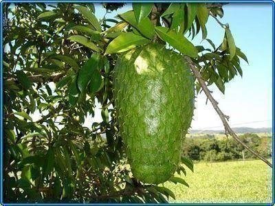 köpa guanabana i sverige köpa guanabana i sverige