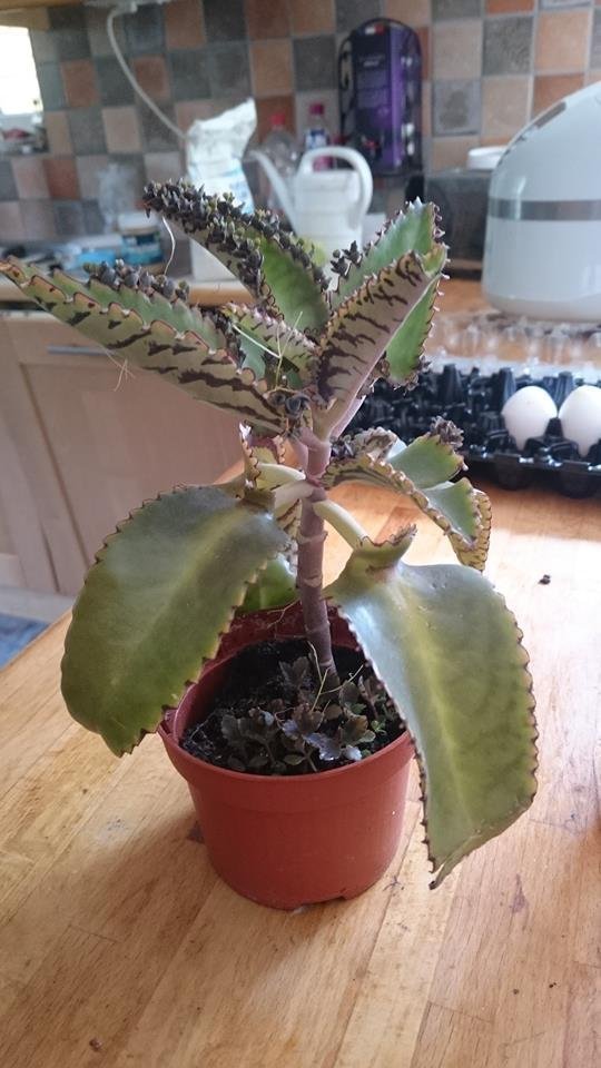 3 rotade skott+ 3 bebisar Tusenmoder/Livsblad/Kalanchoe daigremontiana