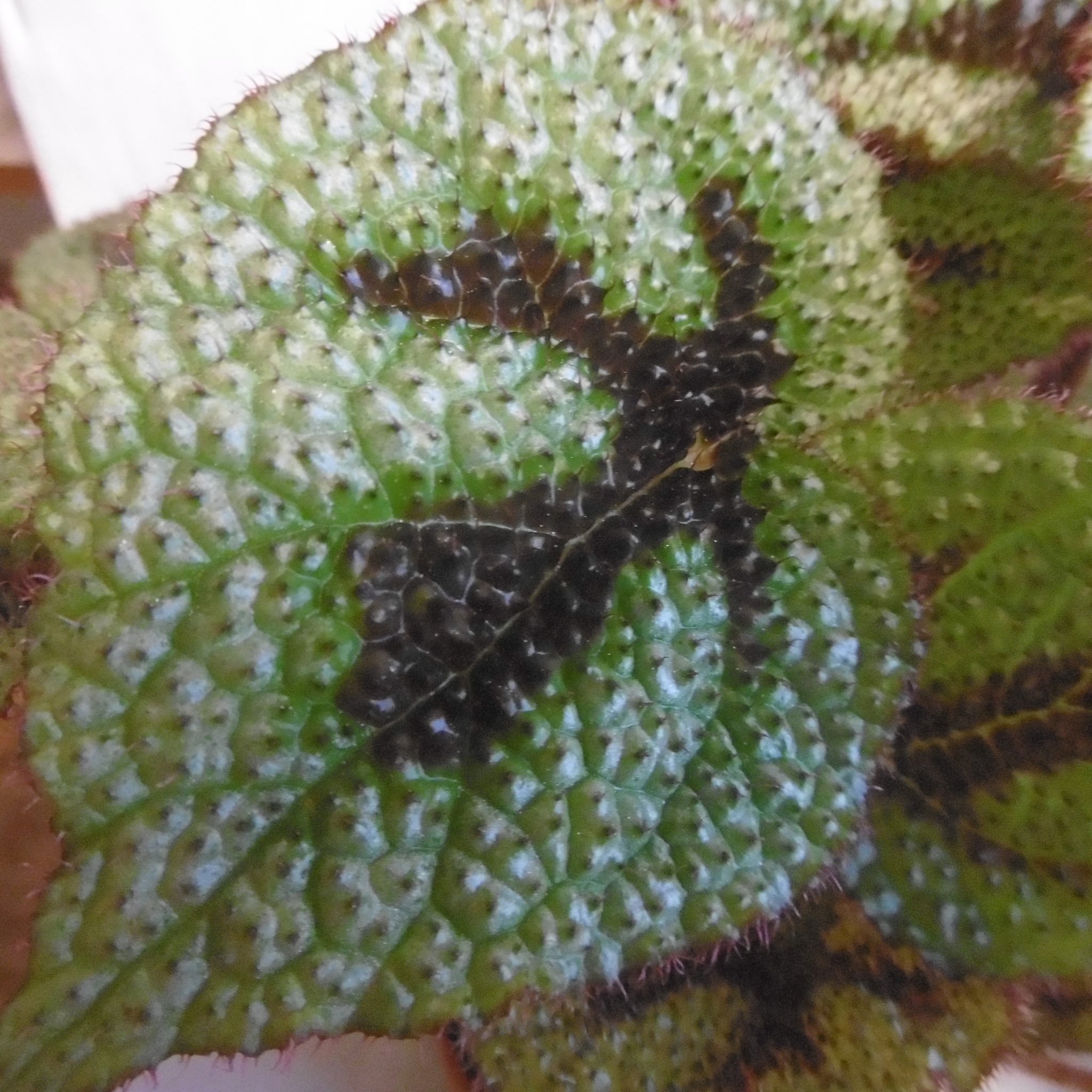 Bladbegonia Iron Cross - 2 rotade blad