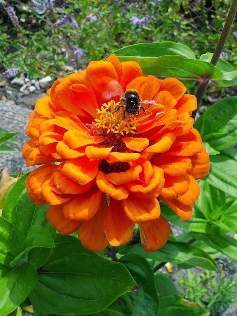 Zinnia Mix