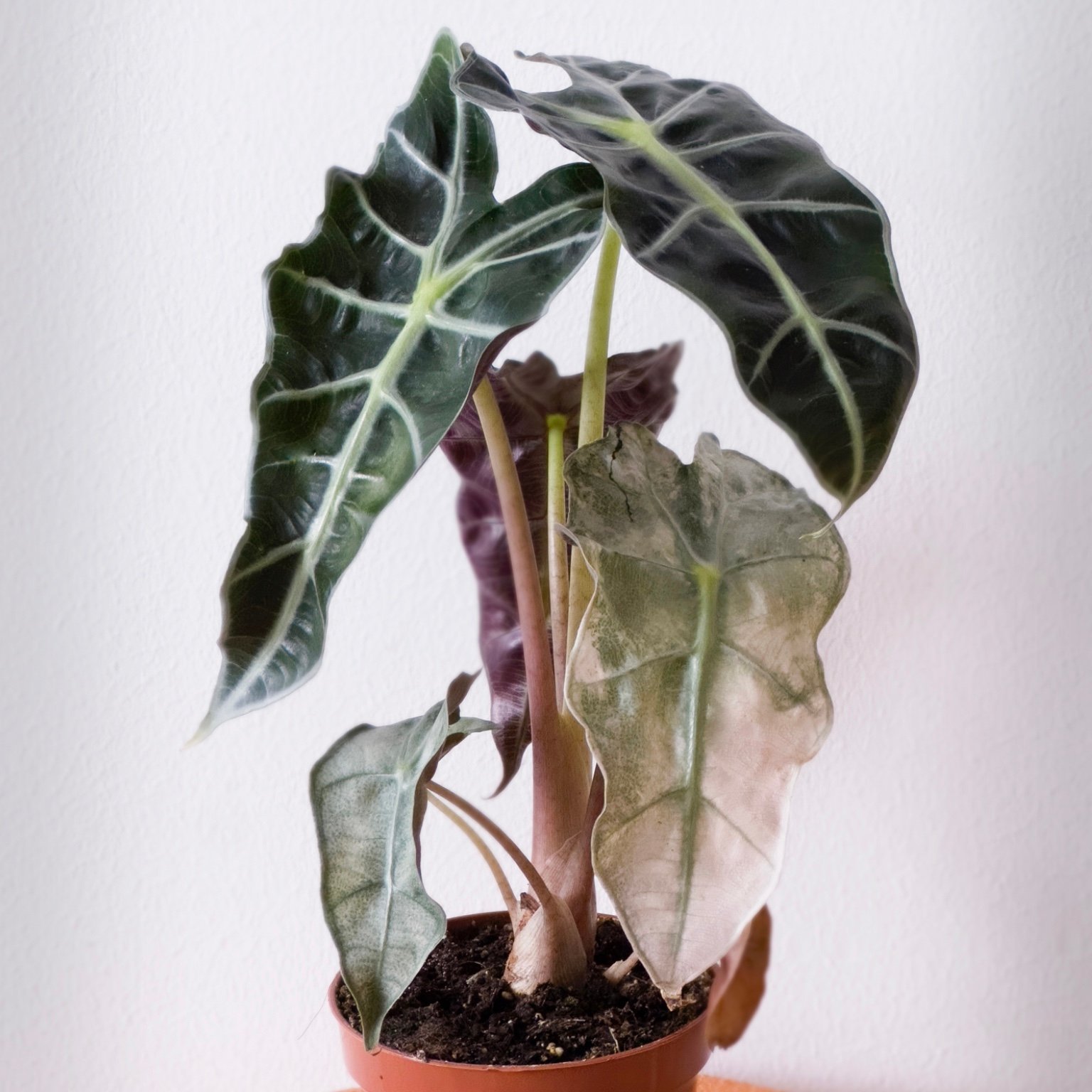 Alocasia Polly Pink Variegata *Very Rare* Köp på Tradera (609363261)