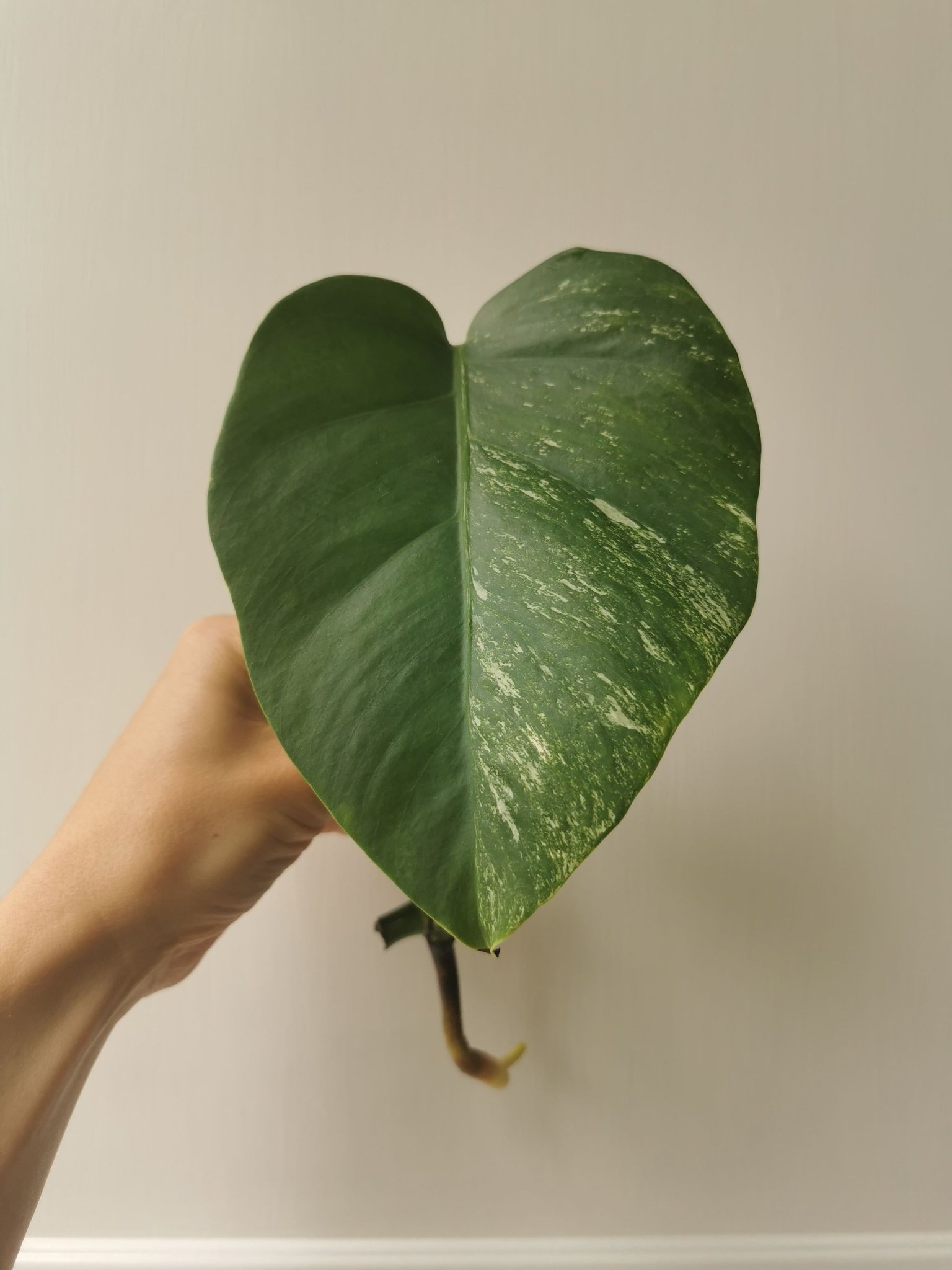 Monsters Variegata