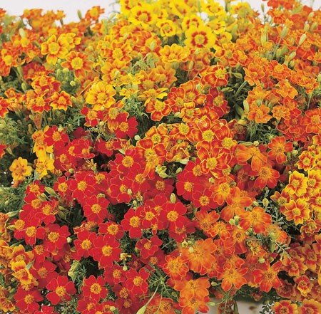Tagetes Starfire Mix Röd och Gul 10 Frön
